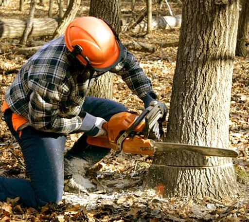 Tree Removal in Fairdealing, MO